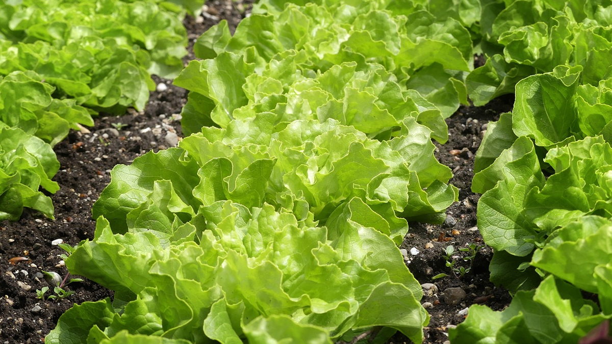 informe de sostenibilidad de koppert|sostenibilidad koppert